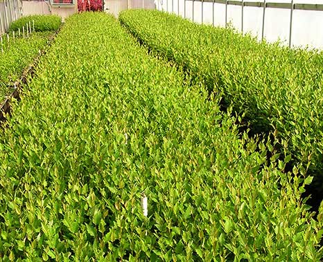 JLPN - Betula nigra ‘Dura Heat’ - Dura Heat®