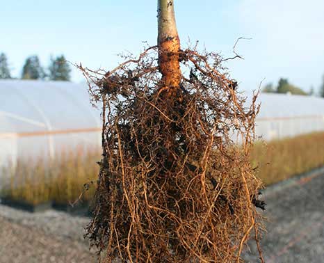 JLPN - Carpinus betulus - European Hornbeam