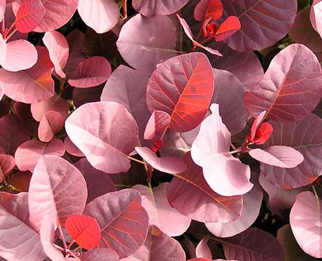 JLPN - Cotinus coggygria ‘Royal Purple’ - ‘Royal Purple’ Smoketree