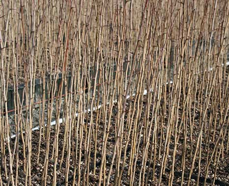JLPN - Crataegus phaenopyrum - Washington Hawthorne
