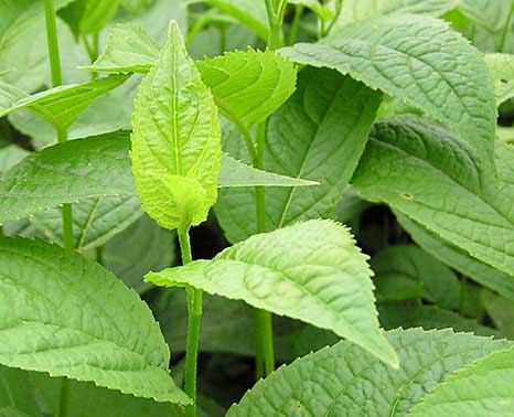 JLPN - Eucommia ulmoides - Hardy Rubber Tree