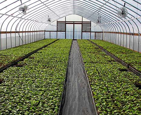 JLPN - Fagus sylvatica - European Beech