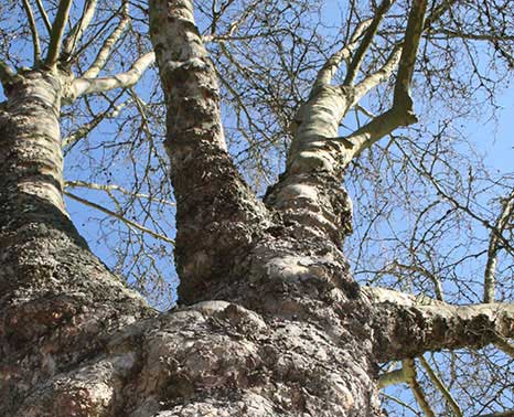 JLPN - Platanus x acerifolia ‘Bloodgood’ - Bloodgood London Planetree