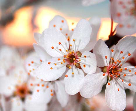 JLPN - Prunus cerasifera ‘Krauter Vesuvius’ - Krauter Vesuvius Flowering Plum