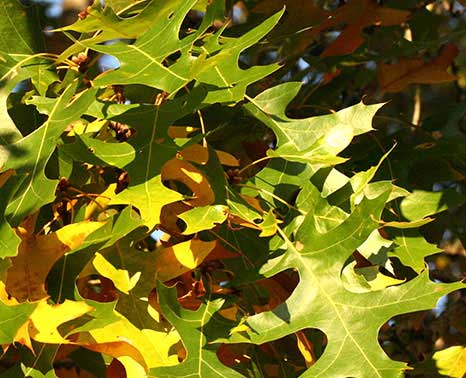 jlpn-quercus-palustris-pin-oak JLPN - Quercus palustris - Pin Oak