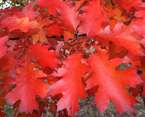 JLPN - Quercus rubra - Northern Red Oak